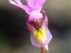 Calypso Orchid, close